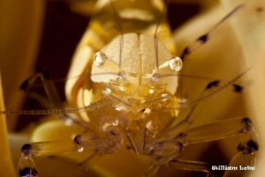 Close Up Shot - Anemone Shrimp by William Loke 